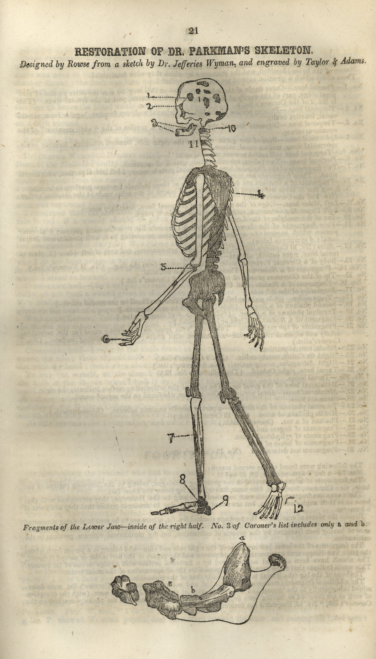 nlm skeleton
